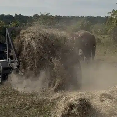 DIY Hay Bale Unroller and Transporter - BALE BUGGY
